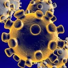 coronavirus 